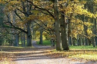 Kuremaa herrgårds park.