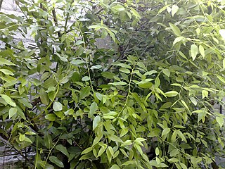 <i>Litsea glaucescens</i> Species of shrub