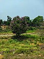 Lagerstroemia Speciosa Tree.jpg