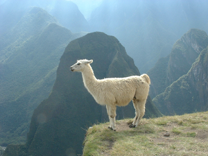 Lama (1).png