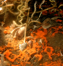 Symbiotic vestimentiferan tubeworm Lamellibrachia luymesi from a cold seep at 550 m depth in the Gulf of Mexico: In the sediments around the base are orange bacterial mats of the sulfide-oxidizing bacteria Beggiatoa spp. and empty shells of various clams and snails, which are also common inhabitants of the seeps. Lamellibrachia luymesi.png