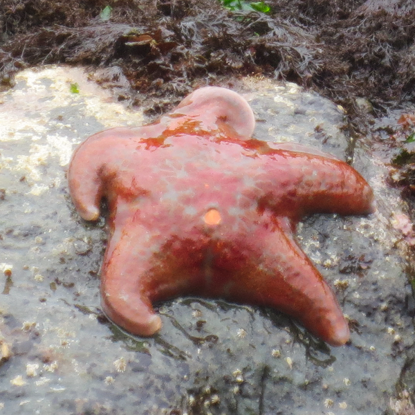 File:Leather Star at Low Tide on Break Island.png