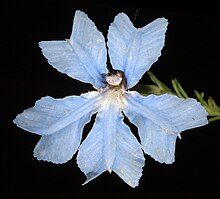 Flower detail Lechenaultia biloba - Flickr - Kevin Thiele.jpg