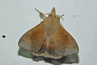 <i>Leipoxais</i> Genus of moths
