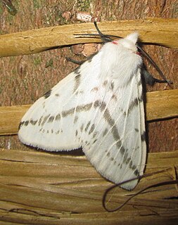 <i>Lemyra multivittata</i> Species of moth