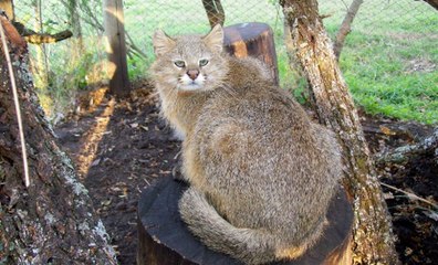 Un colocolo ou chat des pampas (Leopardus colocolo). Son poids est en moyenne de 3 kg.