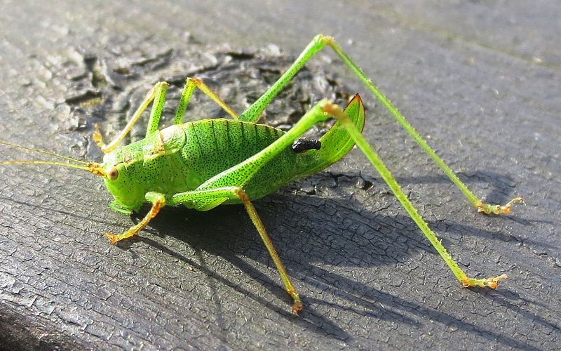 File:Leptophyes punctatissima i torreby munkedal IMG 1056.jpg