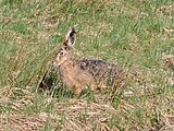 Dieser Hase ist mir bei der Bienenjagd vor die Makrolinse gehüpft als er mich entdeckt hat ist er etwas planlos davongehüft - vermutlich Osterstress.