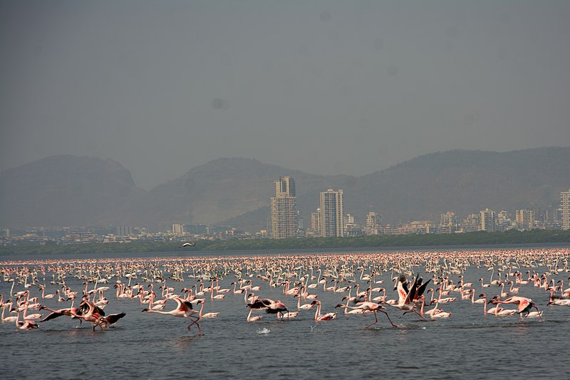 File:Lesser Flamingos Phoeniconaias minor congregation Thane Creek by Raju Kasambe 07.jpg