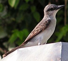 A grey kingbird Lesser antillean bird1 1.jpg