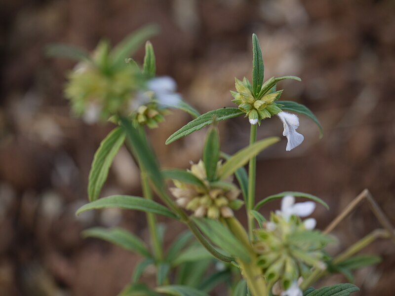 File:Leucas lavandulifolia Sm. (7142432543).jpg