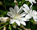 Lewisia cotyledon