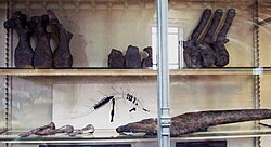 Fossils of Lexovisaurus. Lexovisaurus.jpg
