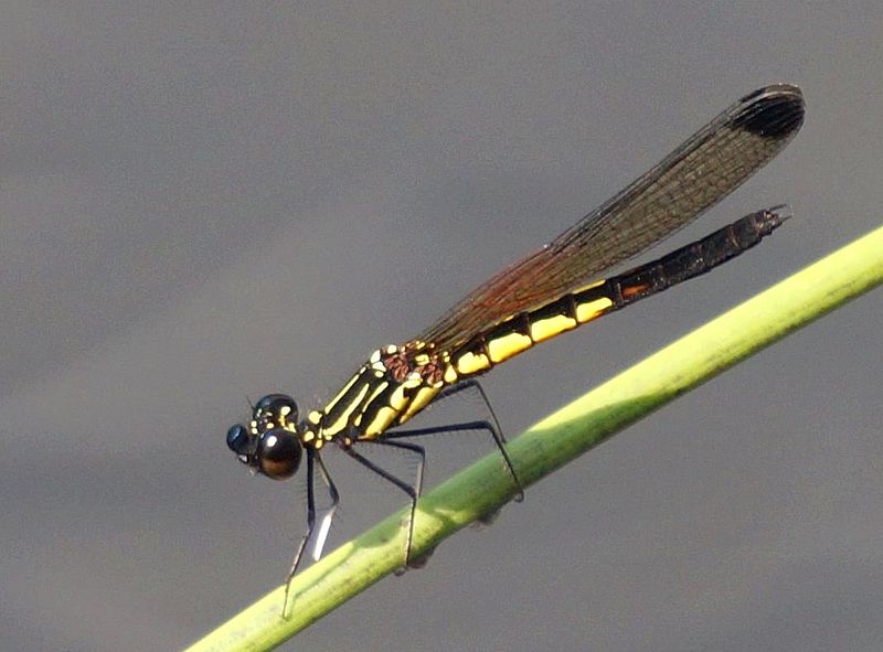 File:Libellago lineata indica male.JPG