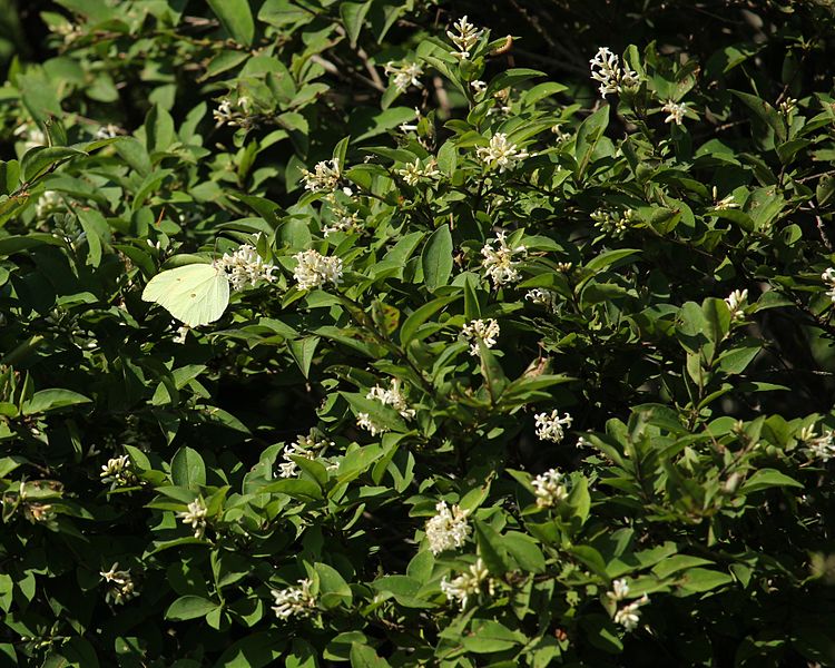 File:Ligustrum tschonoskii (with Gonepteryx aspasia).JPG