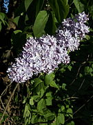 A double-flowered Syringa vulgaris cultivar