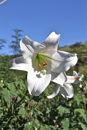 Krans-Lilje (Lilium martagon)Foto: Tinelot Wittermans