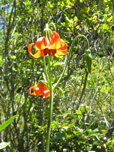 File:Lilium maritimum kruse.jpg