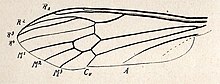 Limnophila calcarea PITON et THEOBALD 1939.jpg