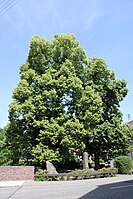 2 linden trees in Lautenbach