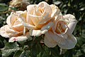 Sherlar-Rose (Kordes 2002) .JPG