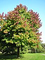 Tree in October