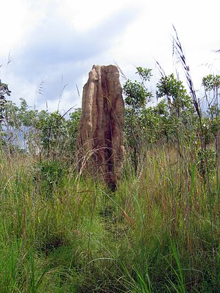 <span class="mw-page-title-main">Mound-building termites</span> Group of termite species