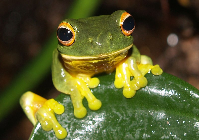 File:Litoria xanthomera.jpg