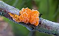 Locatie, Natuurterrein De Famberhorst. Berijpte gele trilzwam (Tremella mesenterica) op dode eikentak.