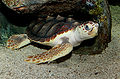 Loggerhead Sea Turtle (Caretta caretta) 2.jpg