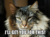 Lolcat - I'll get you for this.png