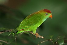 Loriculus beryllinus -Sri Lanka -adulte-8.jpg