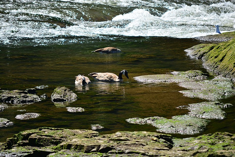 File:Low tide at North Wind's Weir 34 - Canada Geese.jpg