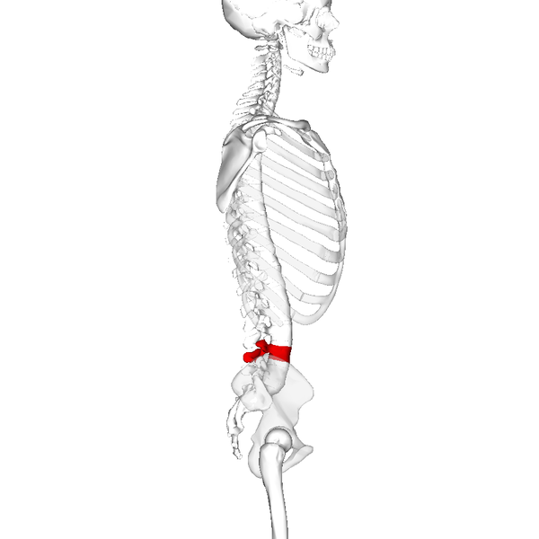 File:Lumbar vertebra 4 lateral.png