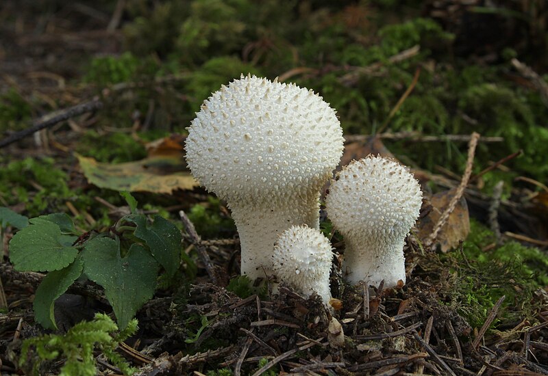 File:Lycoperdon-perlatum-flaschenstaeubling.jpg