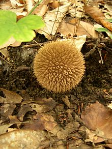 Lycoperdon echinatum.JPG