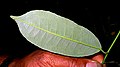 Face abaxiale (inférieure) de la feuille de Mabea piriri