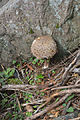 * Nomination Macrolepiota procera mushroom in Kastelruth South Tyrol --Moroder 12:25, 23 August 2015 (UTC) * Promotion  Support Yes, excellent.--Jebulon 20:45, 25 August 2015 (UTC)
