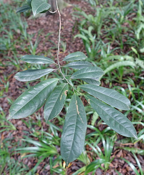 File:Magnolia chapensis (Michelia chapensis) - Chengdu Botanical Garden - Chengdu, China - DSC03275.JPG