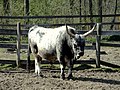 Magyar szürke bika