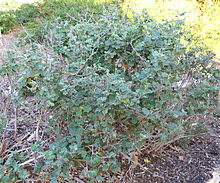 Malacothamnus clementinus - Botanischer Garten San Luis Obispo - DSC06044.JPG