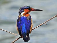 Kingfisher,_Malagasy Alcedo vintsioides