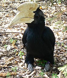 Malayan black hornbill (Anthracoceros malayanus) -London Zoo.jpg