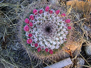 Mammillaria petterssonii (5709950265) .jpg