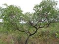 Mangabeira (Hancornia speciosa)