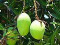 Mango-green-mango-fruit-tree.jpg