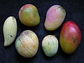 Thumbnail for File:Mango05 6var Asit.jpg