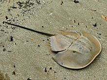 Mangrove horseshoe crab in Bako National Park, Malaysia Mangrove Horseshoe Crab (Carcinoscorpius rotundicauda) (6707310189).jpg