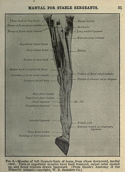 File:Manual for stable sergeants. 1917 (Page 21) BHL17019279.jpg