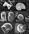 Marine microfossils